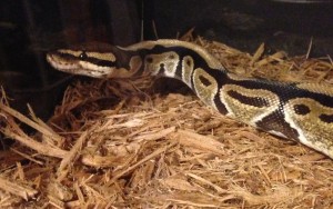 ballpython