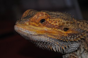 Bearded Dragon Enclosure Size