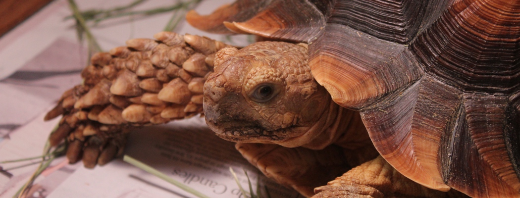 Reptile Rescue Center - Rescue ♥ Rehabilitation ♥ Education