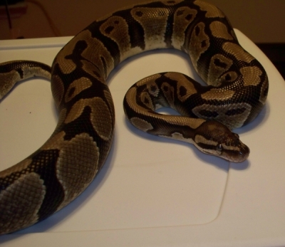 Harvey