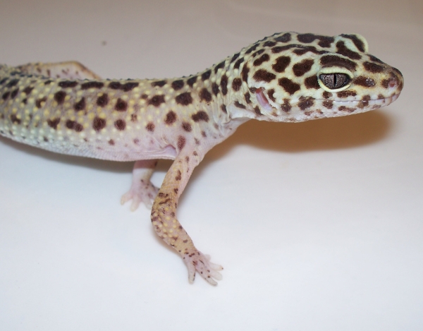 Spunky Cleo