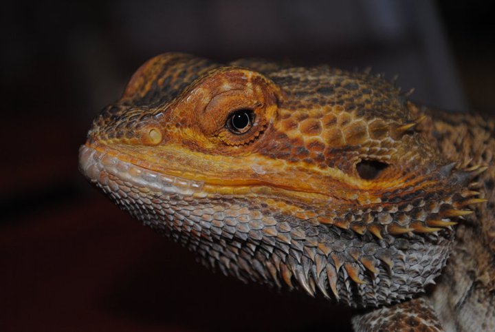 Bearded Dragon - Wildlife Images Rehabilitation and Education Center