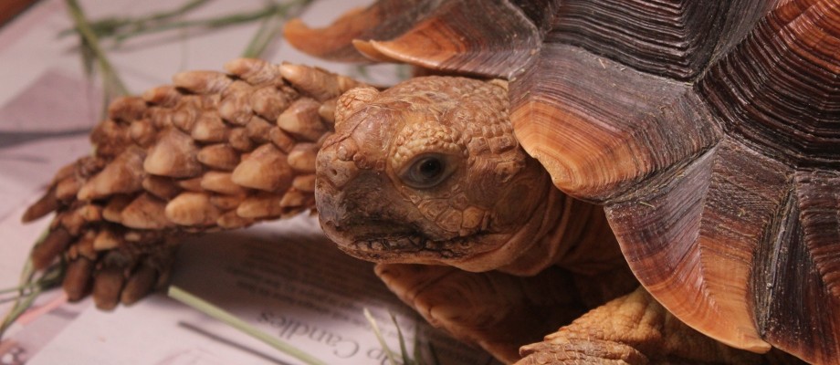 Sulcata